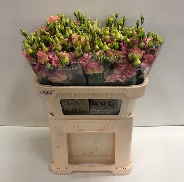 Lisianthus du alissa champagne.jpg